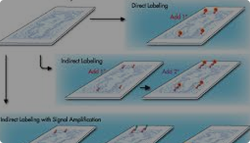 Immunohistochemistry